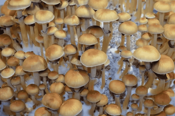 Pacote de Espécie Etnobotância Colecionável Cogumelo Desidratado - 5g - Imagem 4