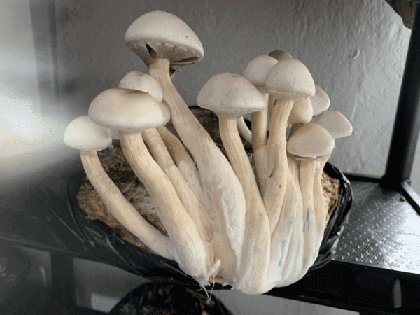 Pacote de Espécie Etnobotância Colecionável Cogumelo Desidratado - 5g - Imagem 3